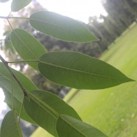 Ficus tsjakela Burm.f.